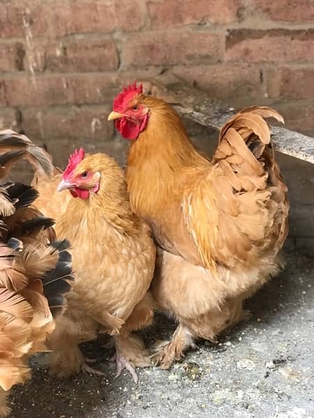 Heavy Buff & Bantam Fertile eggs & Chicks for sale 3