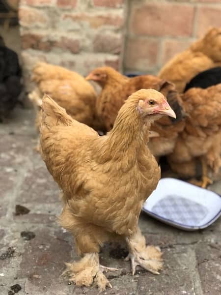 Heavy Buff & Bantam Fertile eggs & Chicks for sale 4