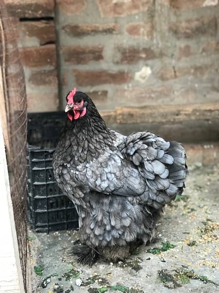 Heavy Buff & Bantam Fertile eggs & Chicks for sale 6