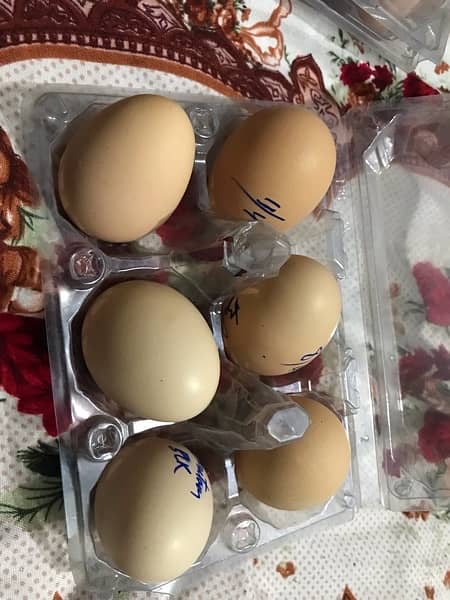 Heavy Buff & Bantam Fertile eggs & Chicks for sale 7