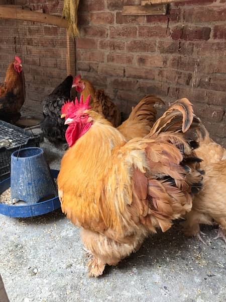 Heavy Buff & Bantam Fertile eggs & Chicks for sale 8