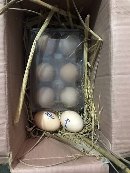 Heavy Buff & Bantam Fertile eggs & Chicks for sale 9