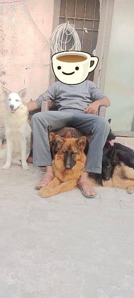 GERMAN SHEPHERD PAIR AVAILABLE FOR SALE 7