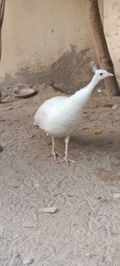 Pure white peachen (female)