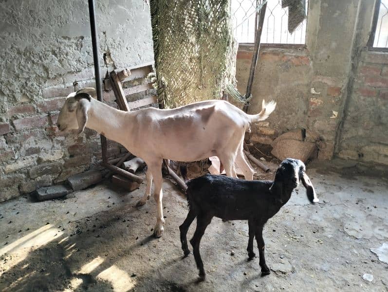 Gabban teddi Bakri with female kid for sale 5