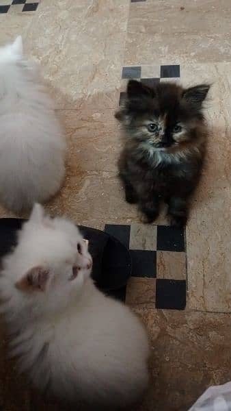 Persian kitten 6