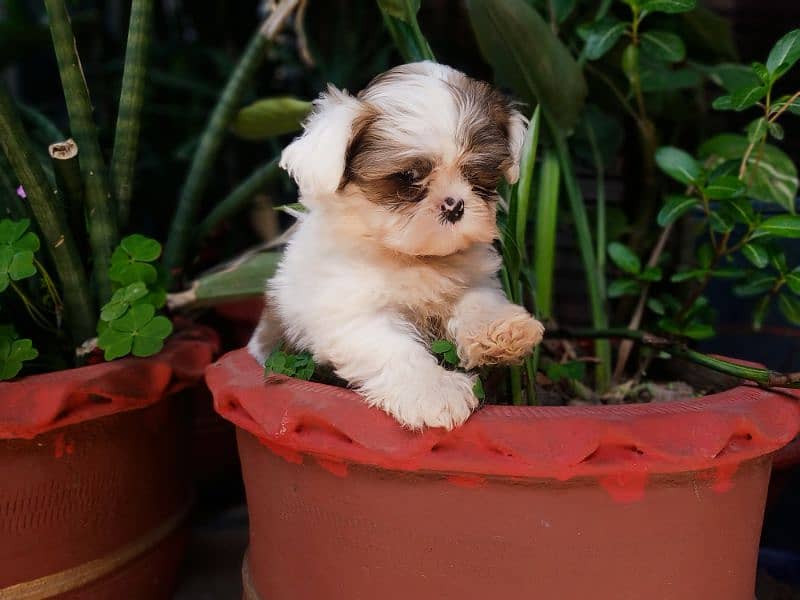 shihtzu females puppies for sale 1