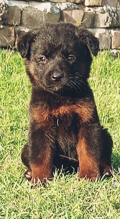 German / Shepherd / puppies / for sale