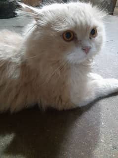 Good Persian Cat Male 0