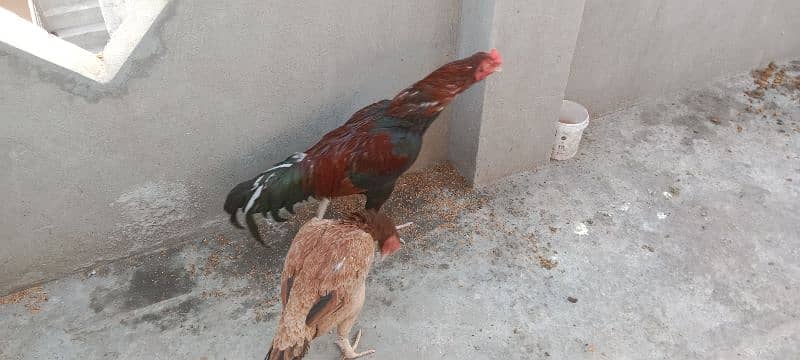 aseel pair for sale 3