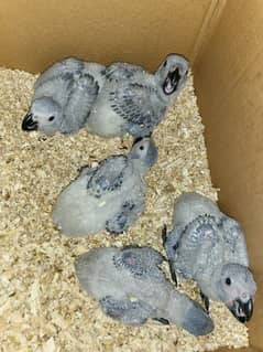 African grey chicks available