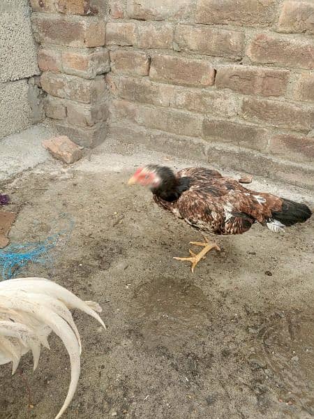 aseel egg laying hen first time 3
