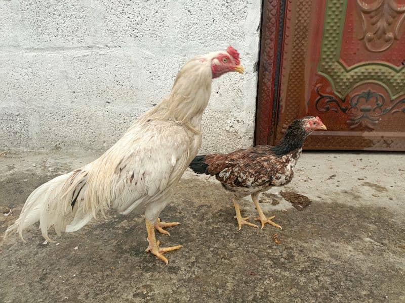 aseel egg laying hen first time 4