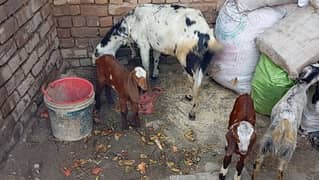 Goat for sell with 2 baby. . location tablikhi markaz neher