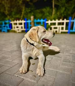 Human Friendly Labrador For Sale