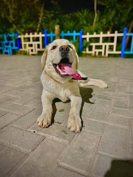 Human Friendly Labrador For Sale 2