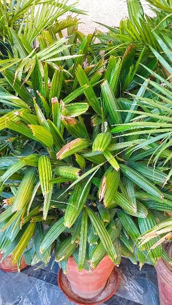 Lush Green 6 feet Lady Palm Plants in 18″ pot for Sale 0