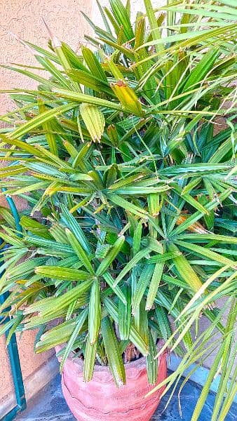 Lush Green 6 feet Lady Palm Plants in 18″ pot for Sale 1