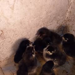 Australorp chicks for sale