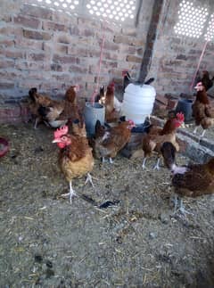 Golden Misri Chickens Farm