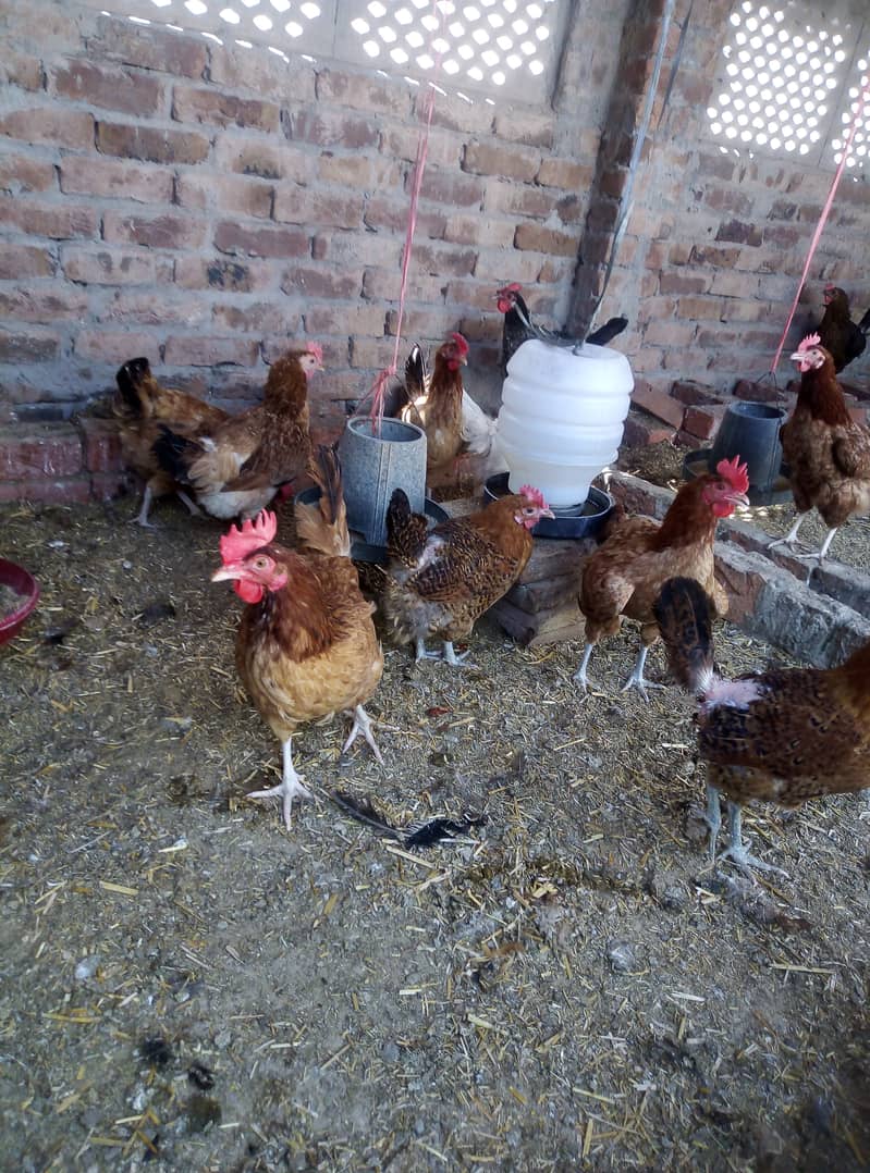 Golden Misri Chickens Farm 0