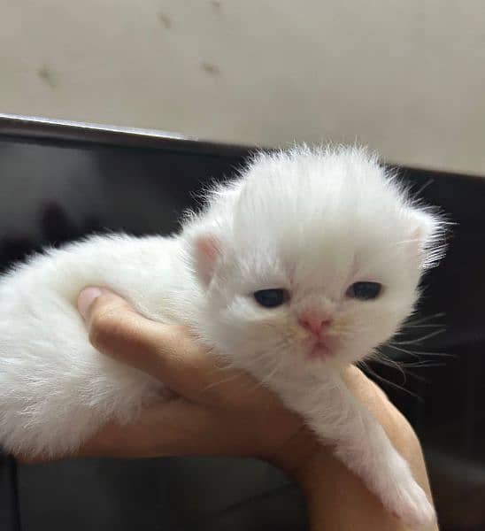 Persian piky kittens 3