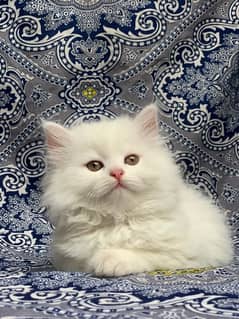 persian kitten for sale