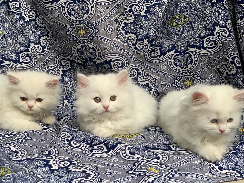 persian kitten for sale 3