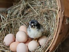 Australorp fertile eggs for sale
