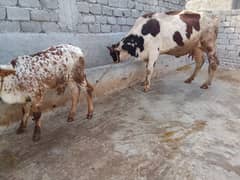 different prices and good bread cows / cow for sale