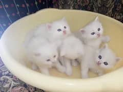 white colour blue eyes kittens