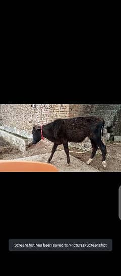 Sale of a beautiful black colored calf for sale