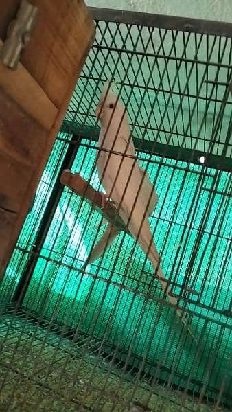 cocktail Ino breeder pair for sale 0
