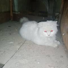 Persian breeder female cat for sale location chakwal