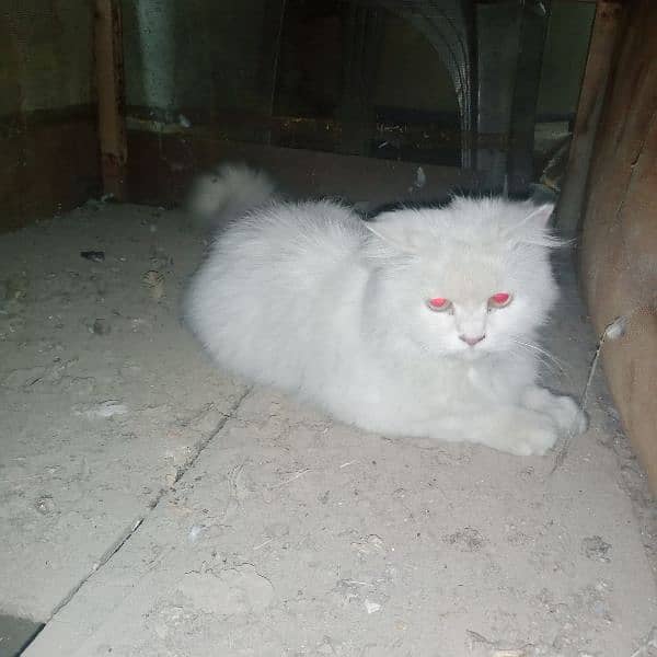 Persian breeder female cat for sale location chakwal 0