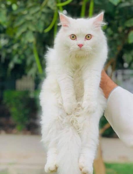 Persian triple coated Cat and kitten 18