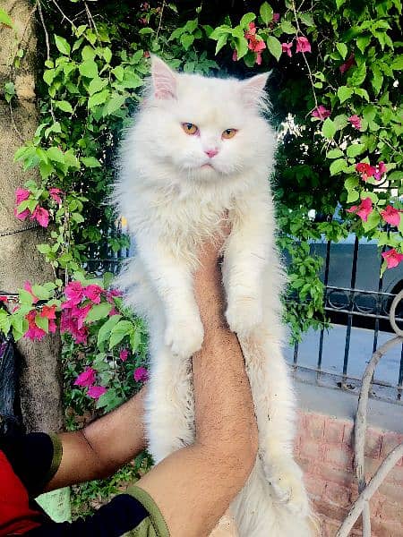Persian triple coated Cat and kitten 2