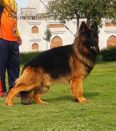 German Shepherd long court important bloodline male for sell
