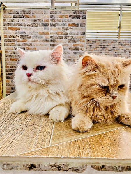 Persian triple coated Cat and kitten 3