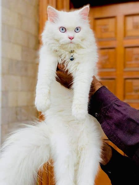 Persian triple Coated Cat and kitten 17