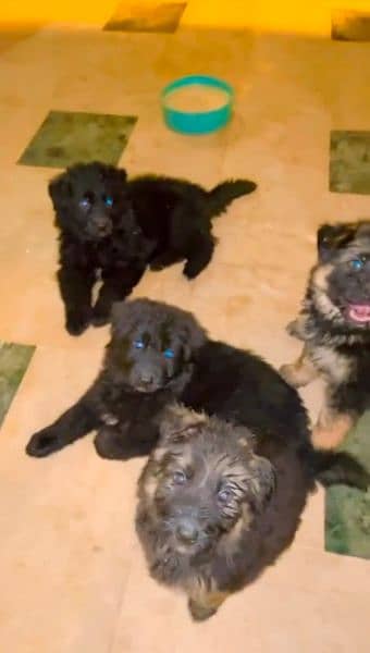 3 Female Pups Available, Parents Are Highly Pedigree,Strong Blood Line 0