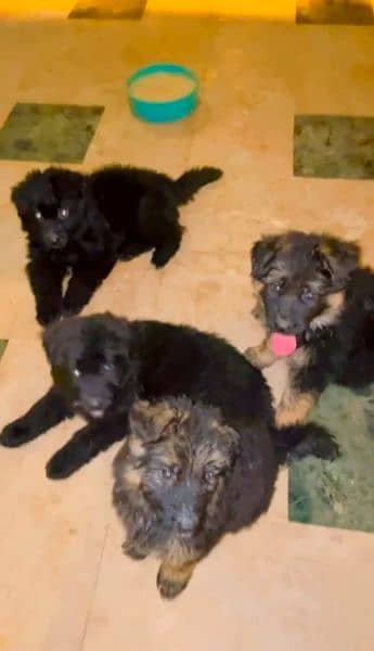 3 Female Pups Available, Parents Are Highly Pedigree,Strong Blood Line 1