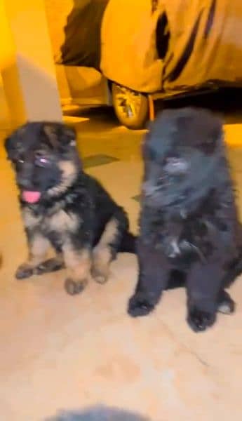 3 Female Pups Available, Parents Are Highly Pedigree,Strong Blood Line 2