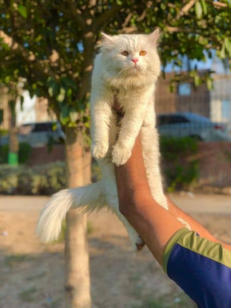 Persian triple coated Cat and kitten 19