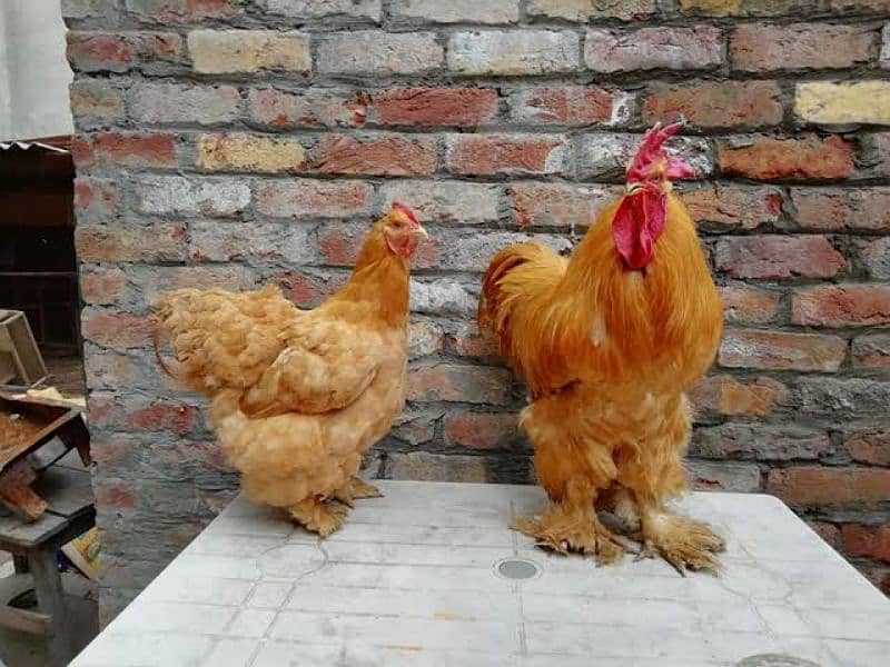 Garelo Golden Buff Chicken 3
