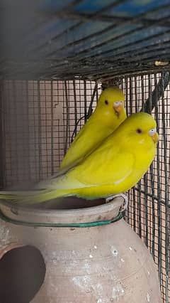 Australian Parrots Breeding Pairs with chick for Sale