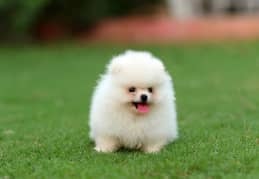 Pomernion puppy for sale