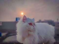 white Persian adult male cat