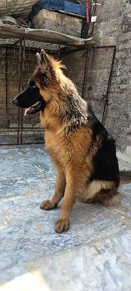 German Shepherd Dog 7
