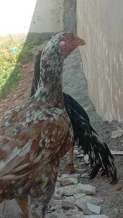 high quality aseel madi old blood line / aseel hen